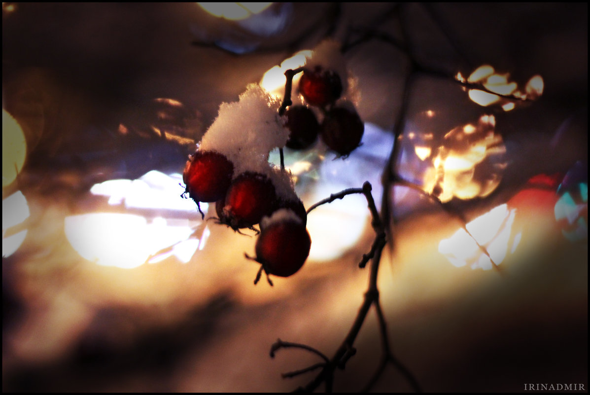 ягоды в снегу - Irina Dmir