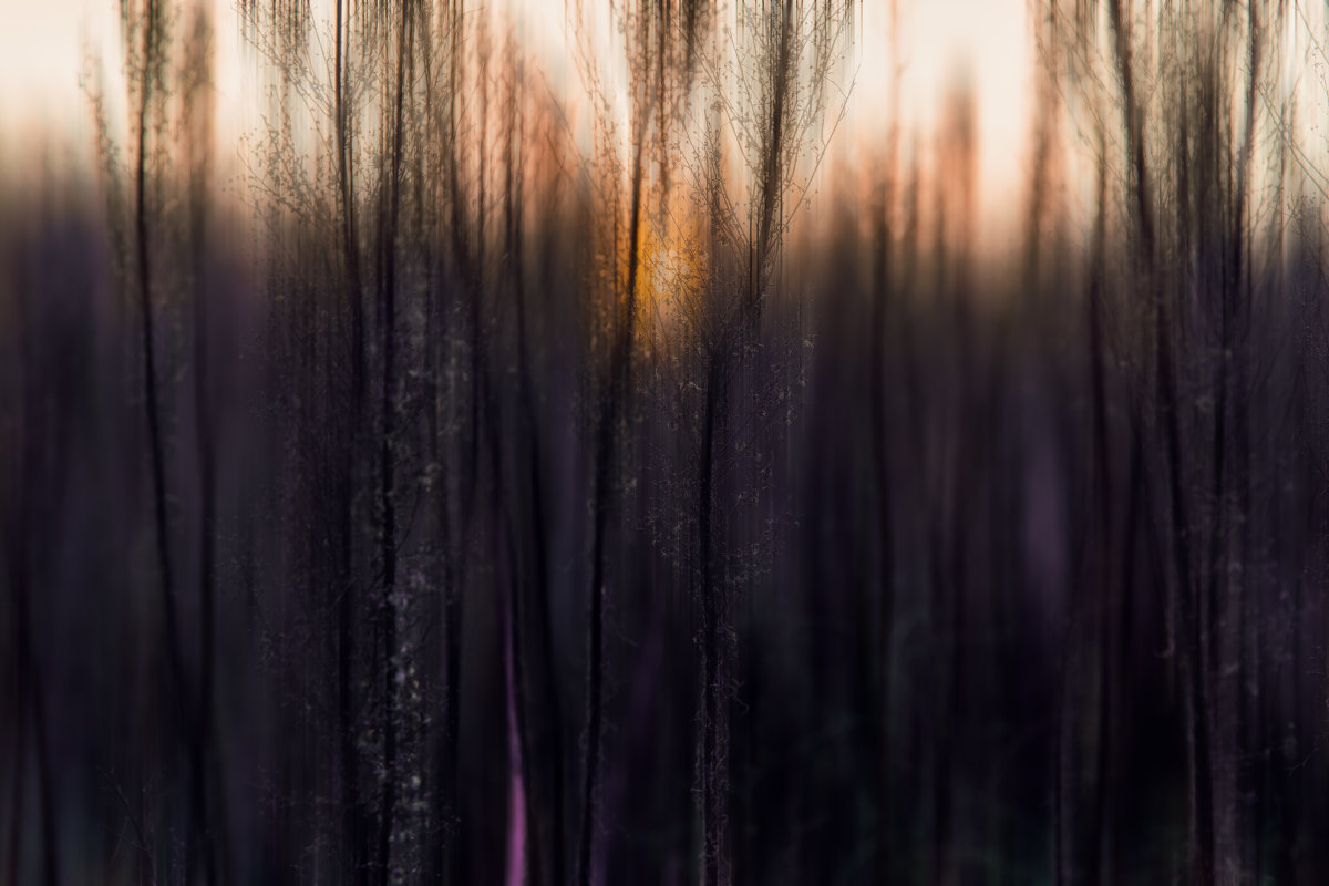 sunset in the forest herbs - Слава Ольшевская