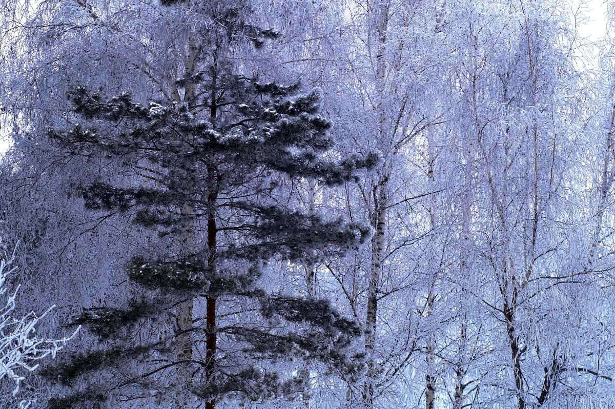Зимушка-зима - Григорий Антонов