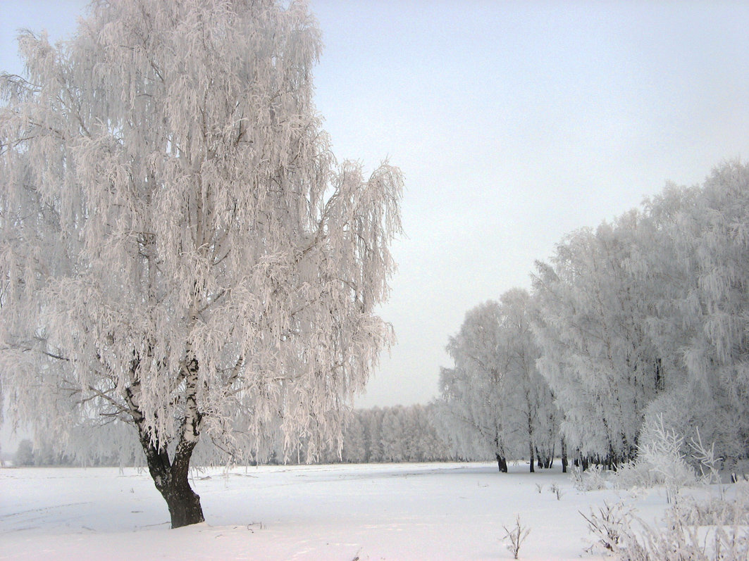 Зимушка-зима - Геннадий Ячменев