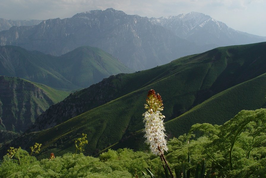 ВЕРХОВЬЕ КУЛОСЬИ - Виктор Осипчук