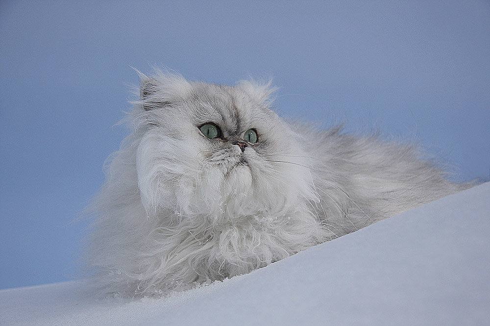 Снежный кот - Олег Самотохин