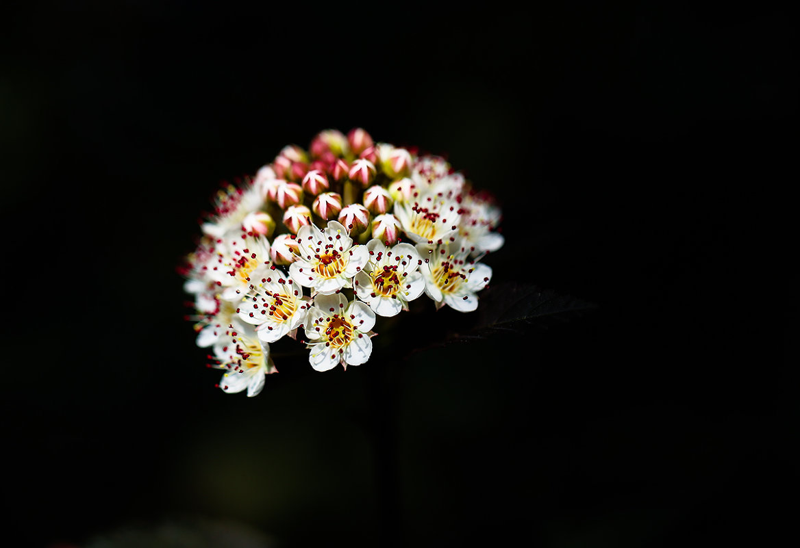 Physocarpus opulifolius - Zinovi Seniak