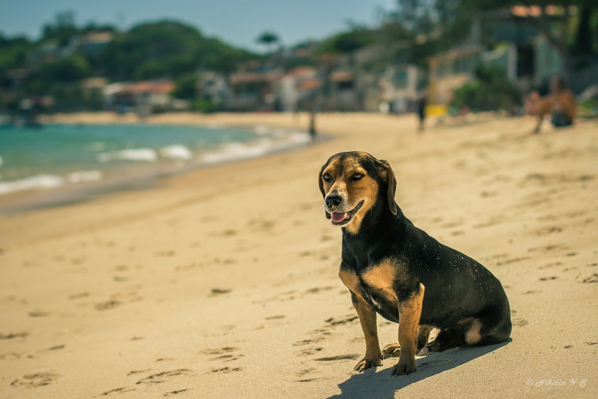 Собаки тоже любят пляжи - Вадим Никитин