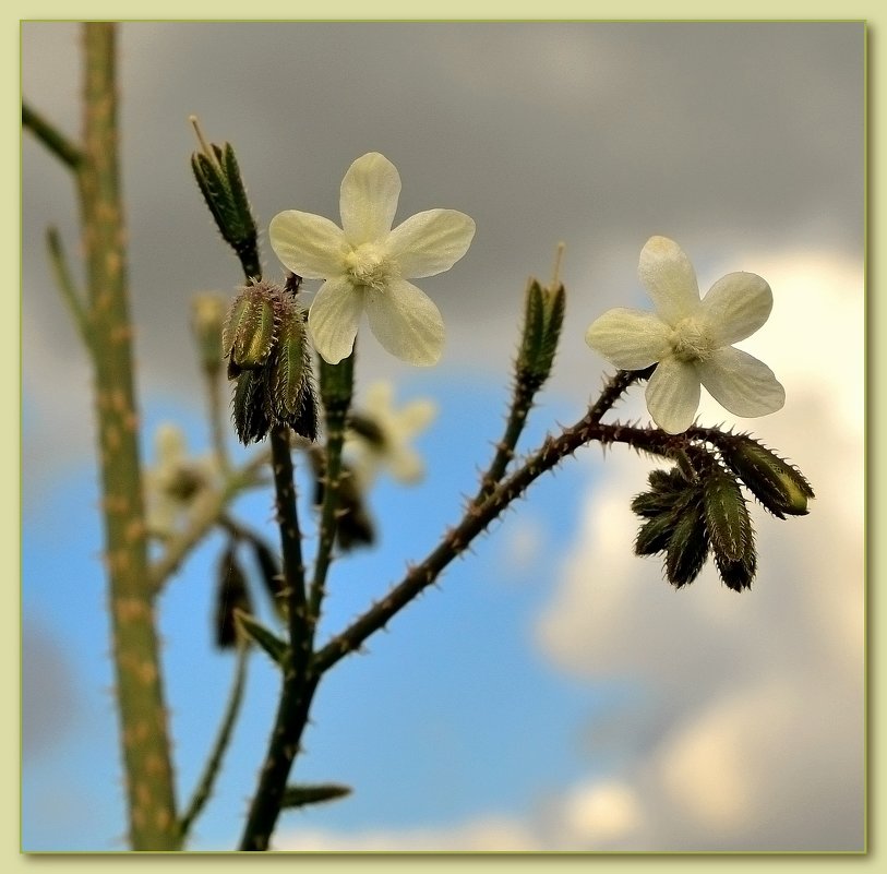 01.03.13 Воловик щетинистый - Anchusa strigosa - Борис Ржевский