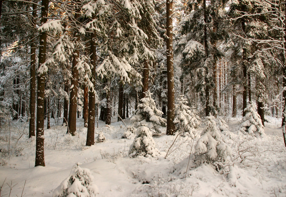 В зимнем лесу - Виталий Латышонок