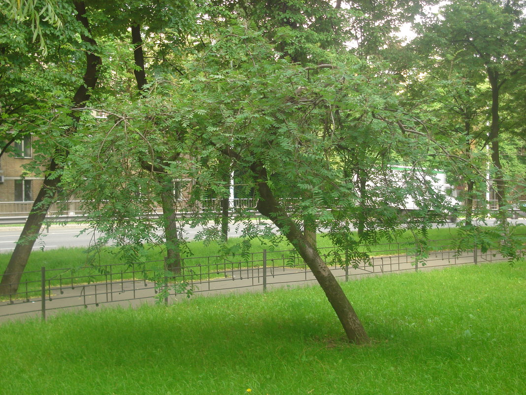 Дерево - Ольга Дувалкина
