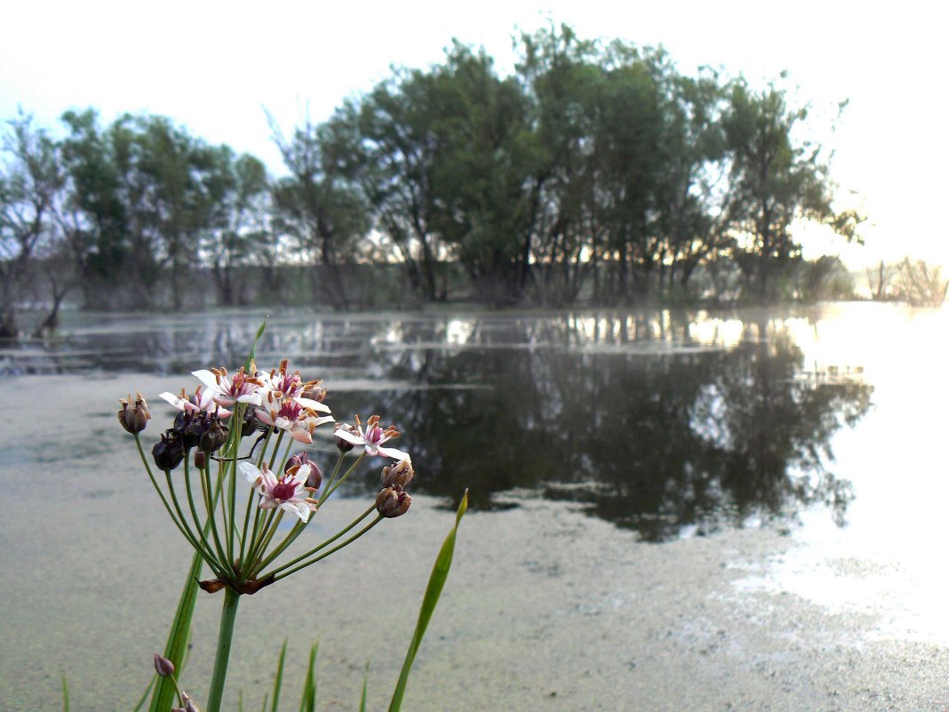 у воды - Лариса Б