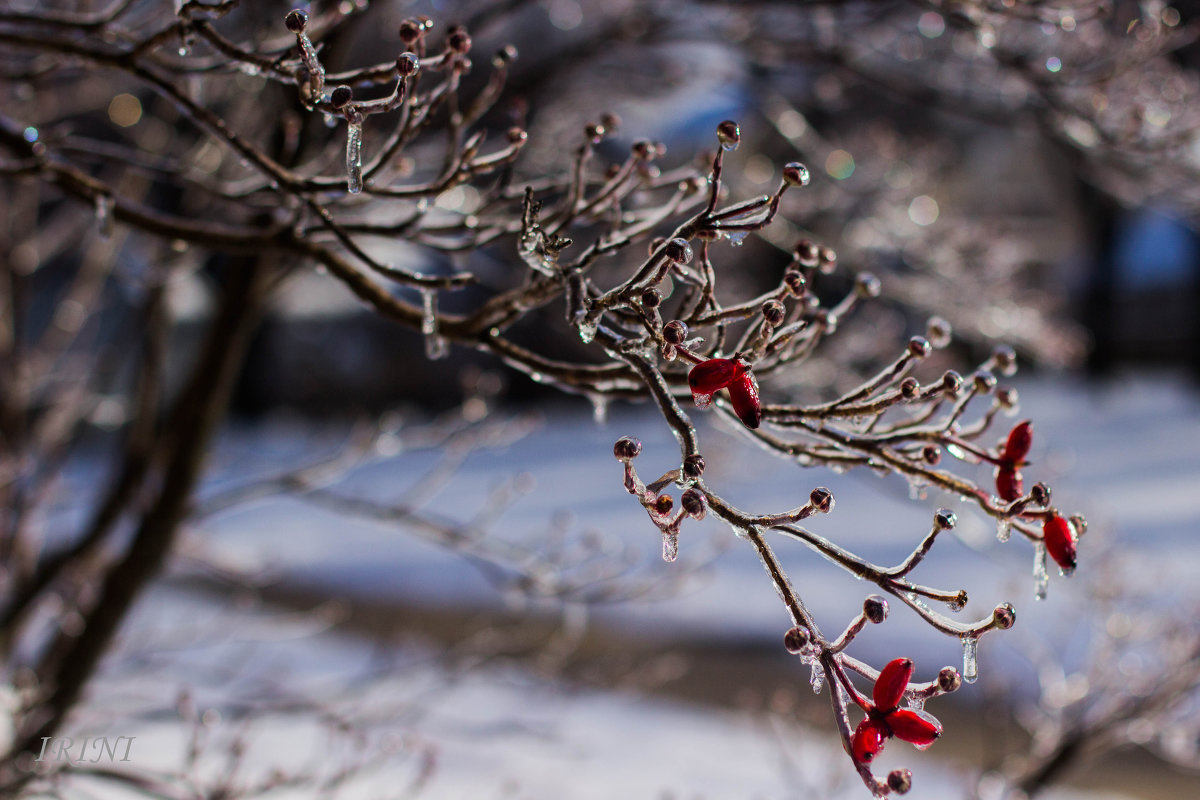 Freezing rain - Irini Pasi