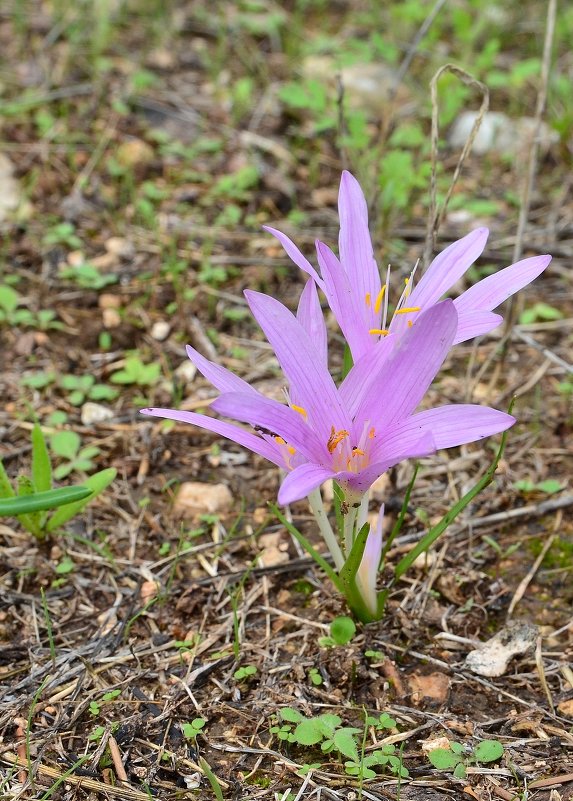 27.11.12 Безвременник, сын первого дождя (Colchicum steveni) - Борис Ржевский