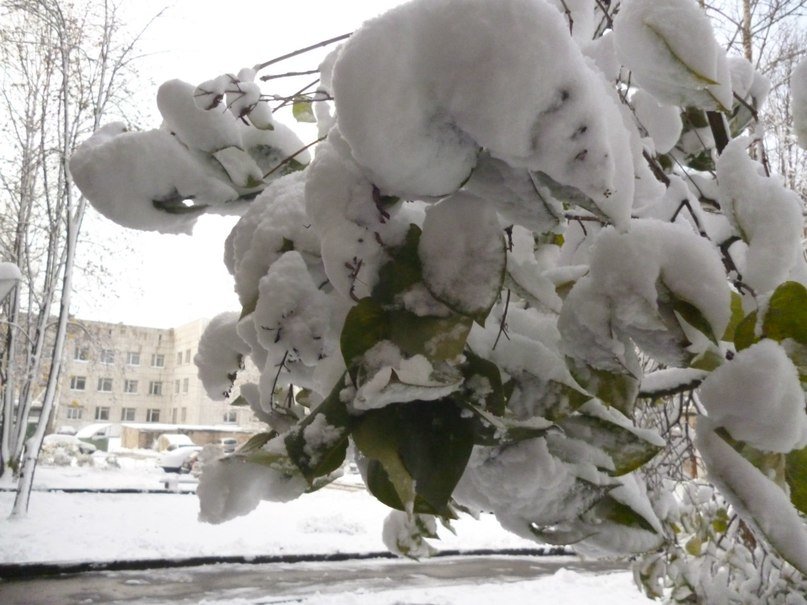 Первый снег - Ольга 