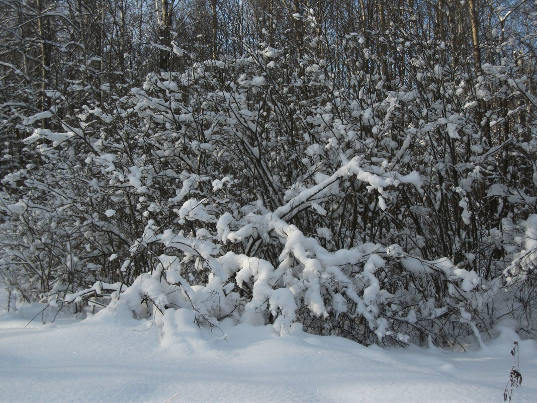 зима в лесу - Елена Шидловская