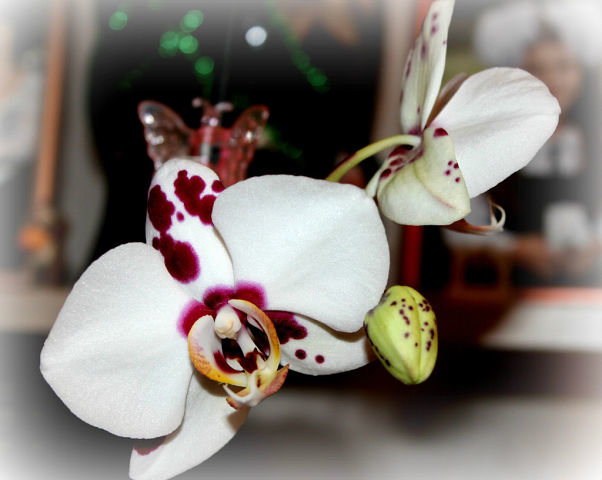 орхидеи - Таша Строгая
