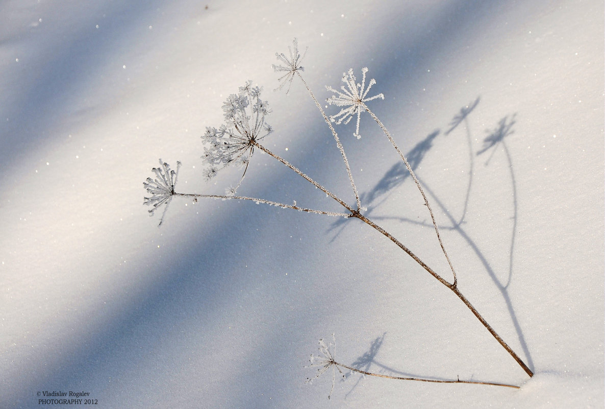 цветы зимой - Vladislav Rogalev