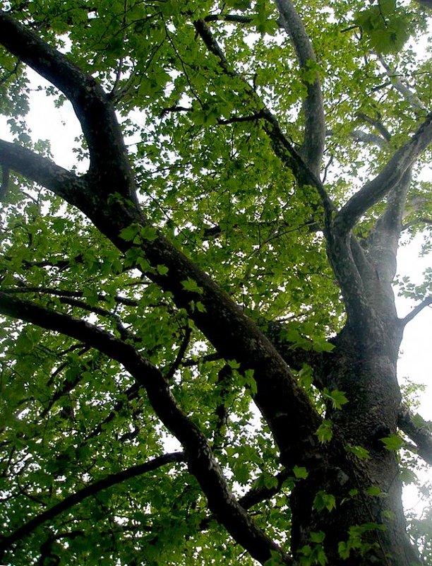 200 летнее дерево - Инга 