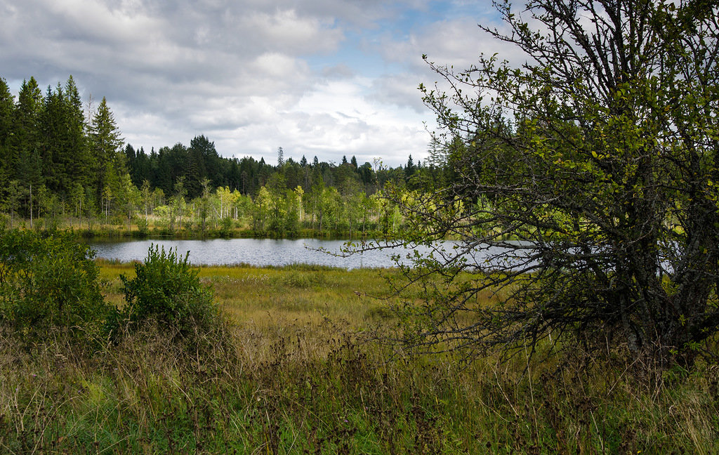Озеро в лесу - Леонид .