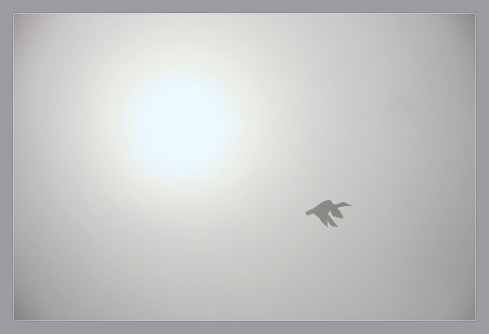Полёт в тумане - Олег Самотохин