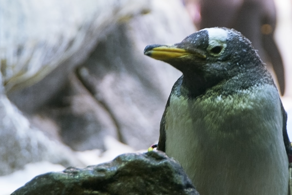 Пингвинарий - saratin sergey 