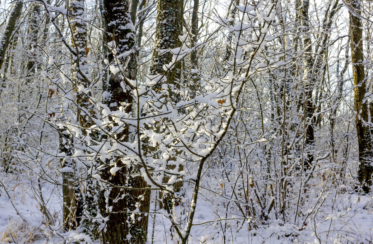Снег на ветвях - Юрий Стародубцев