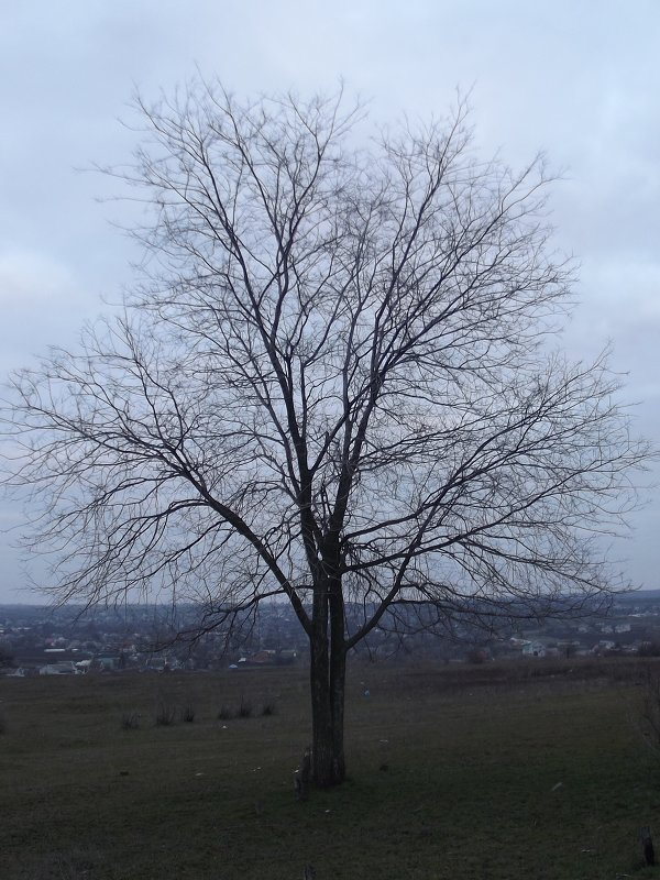 дерево - Владимир Боровков