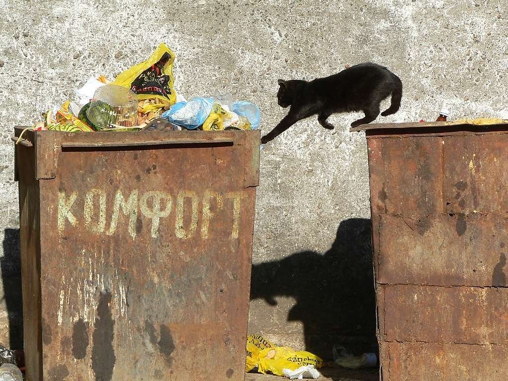 Помоечный кот картинка