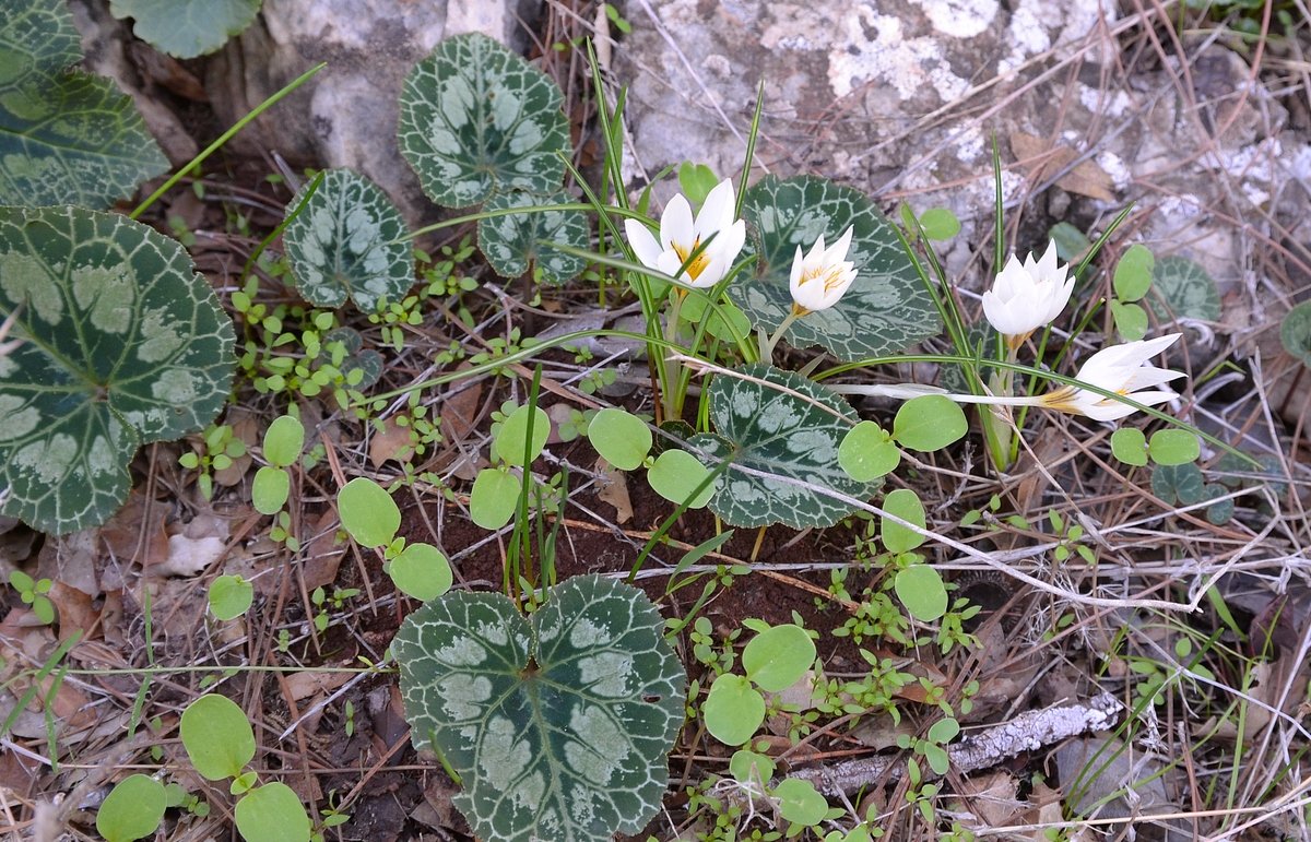 26.11.11 Шафран зимный, crocus hyemalis - Борис Ржевский