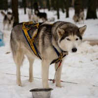 Хаски!!! :: Олег Семенцов