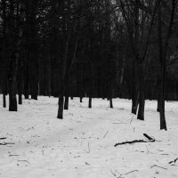 зима в лесу :: Георгий 