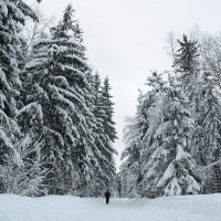 Зимний лес :: Yulia Svetlichnaya