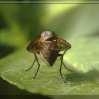 Хвостик :: Евгений Барзенков