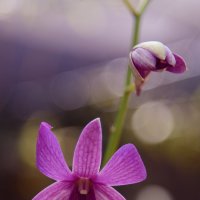Орхидея :: Yulia Svetlichnaya