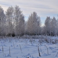 Зимний пейзаж. :: Андрей В.