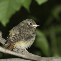 Горихвостка лысушка. Phoenicurus phoenicurus :: Александр Аксёнов