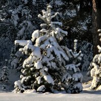 Зимний лес (7) :: Сергей Садовничий