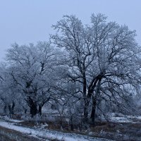 Зима в Волгоахтубинской пойме :: Алексей Часовской