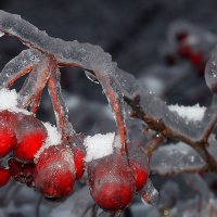 Ягоды из сада Снежной Королевы. :: Николай Кондаков