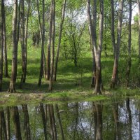 Весеннее половодье :: Алина Тазова