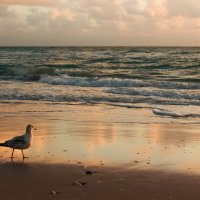 Florida. December. Windy dawn 5 :: Irini Pasi