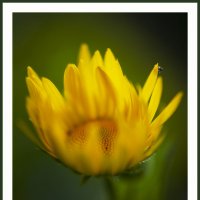 Желтый цветок :: Вера Ульянова