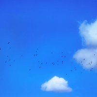 Небо и птицы :: Алексей Матвеев