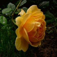 роза чайная :: p.osipenko124 