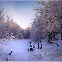 Сказка зимнего леса :: Александр Хахалкин