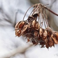 * :: Александр Агеев