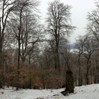 Лес на склонах Чатыр-Дага :: Михаил Баевский