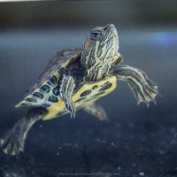 turtle :: Marina Voronina (Platonova)