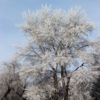 Дерево :: Алексей Стряпонов