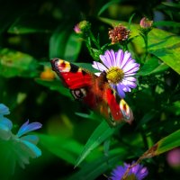 Бабочка :: Прусакова Дарья 