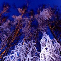 Морозный вечер в лесу :: Ekaterina Poluektova