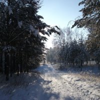 в зимнем лесу :: sveta 