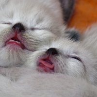Сон-из серии Кошки очарование мое! :: Shmual & Vika Retro